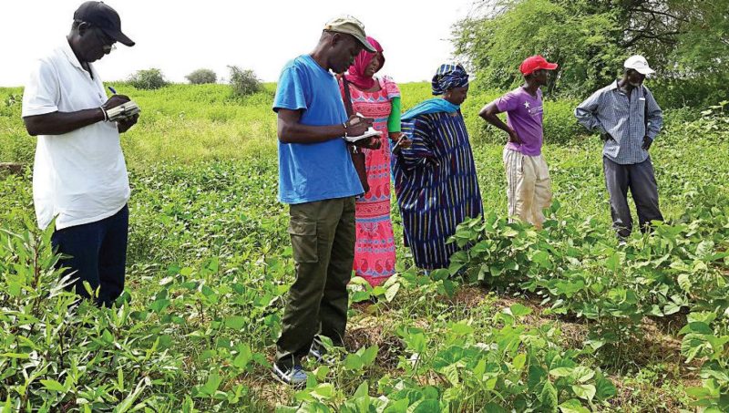 This mung bean farmer, shown in his field, produced 30 kilos (66 lbs.) from 0.5 kilos (1 lb. of mung bean. ). Some farmers produced up to 150 kilos (330 lbs.) of mung bean.