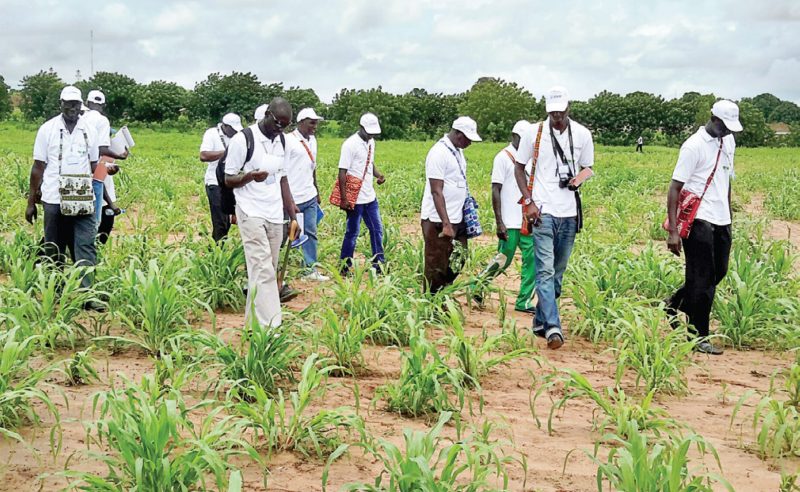 Group of technician trainees wearing white t-shirts, inspecting crops.