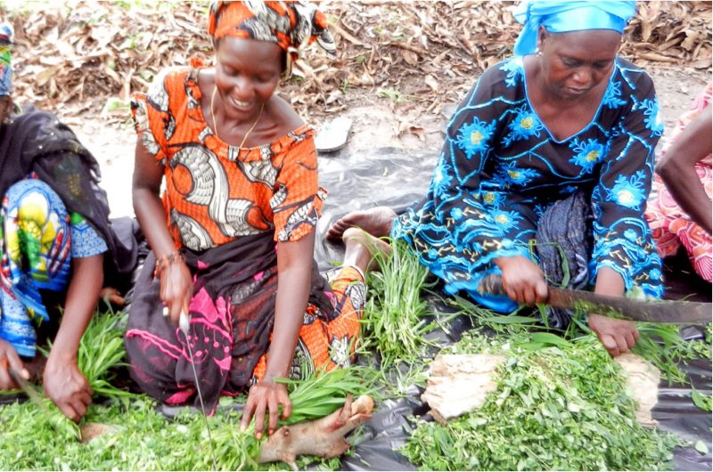 Two women chopping forage species for silage.