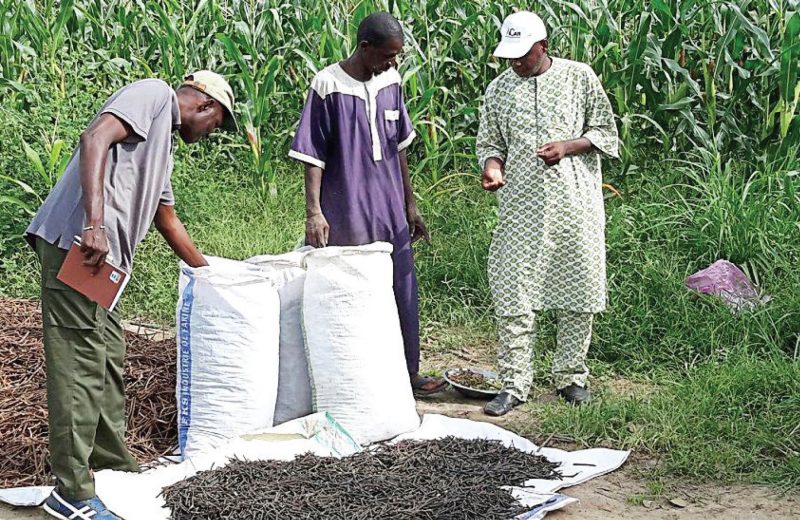 Abdoulaye SY, director of ANCAR–Kaolack, joins other Extension representatives and a mung bean farmer.