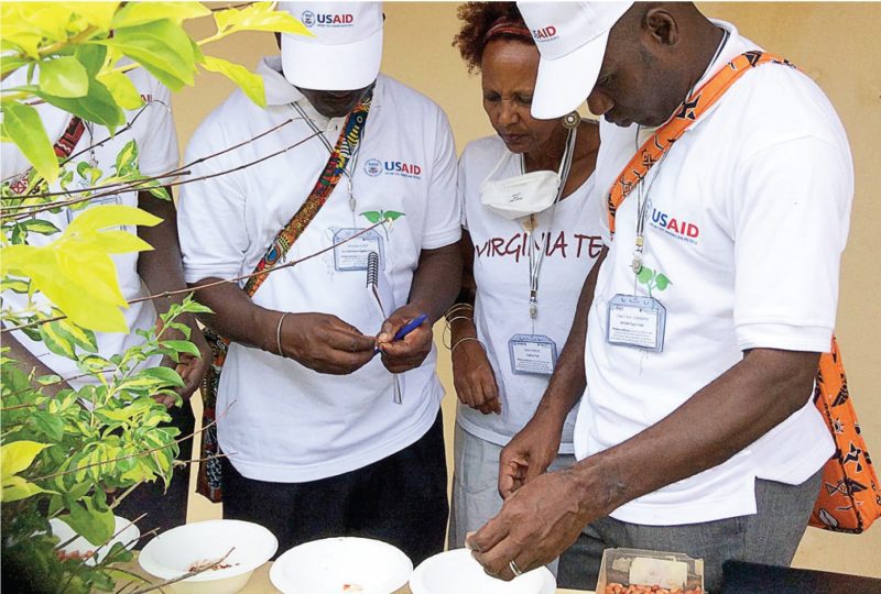 Two men and a woman looking at white plates containing the seed.