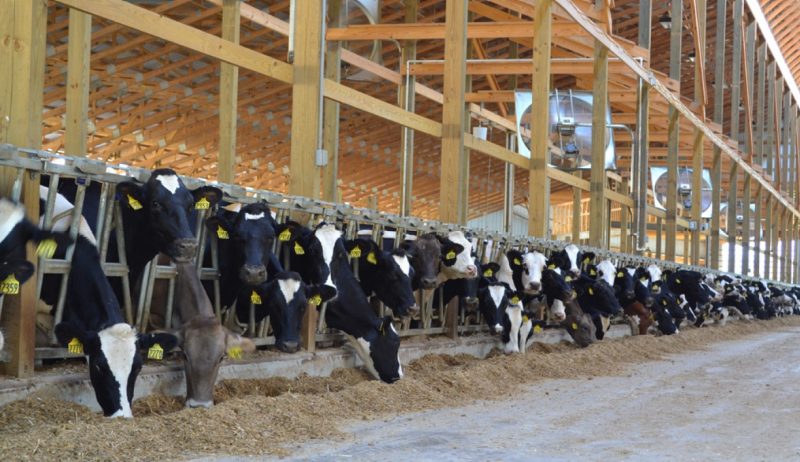 A row of cows with numbered ear tags eating from a feeding trough in a large, open barn.