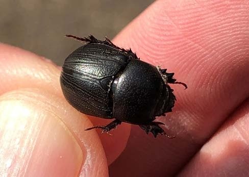 A close up of the sugarcane beetle, dorsal view.