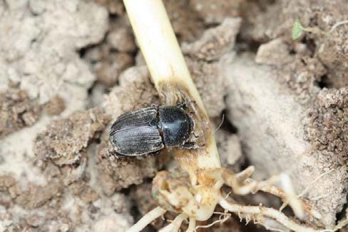 A sugarcane beetle adult feeding on the base of a corn seedling, demonstrating the damage it can cause.