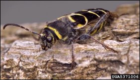 A close up view of an adult insect with long antennae on a branch.