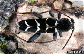 An adult insect with long legs and antennae rests on a branch.