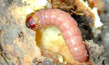 Figure 2, A large, smooth caterpillar tunnels through an iris rhizome.