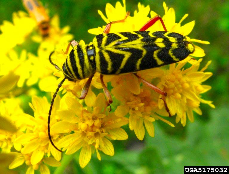 Figure 1, A boldly patterned beetle feeds on yellow flowers.