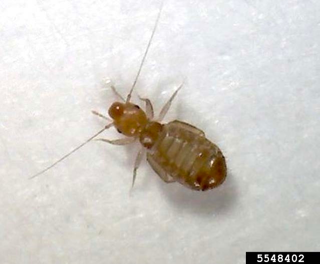 Figure 1, An insect with an oval body and long antennae.