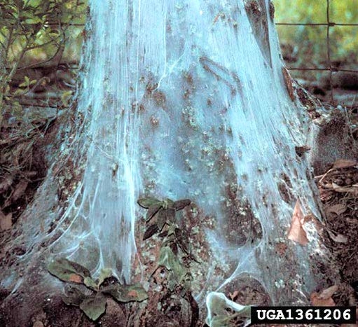Figure 4, A tree trunk heavily carpeted with sheets of silk produced by barklice.