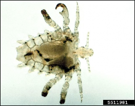 Description Crab lice, Pthirus pubis (L.), are very small (1.5-2 mm; 0.06-0.08 inch), wingless, flattened insects with mouthparts for sucking blood. The body is about as wide as it is long with a small, narrow head (Fig. 1). Crab lice are gray to tan in color. If they have fed recently, the blood meal will be visible through the body and make them appear darker. Crab lice have a large claw at the end of the last two pairs of legs that allows them to cling securely to coarse hair on their host. The claws resemble those of an aquatic crab, hence the common name of “crab lice.” Crab lice cannot fly or jump; they can only crawl. Crab lice are different parasites than head or body lice.
