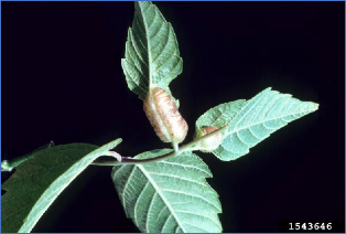Two green leaves show distinct swellings along the midrib and petiole.