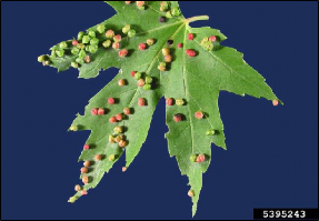 A fresh leaf covered with numerous rounded swellings made by mites.