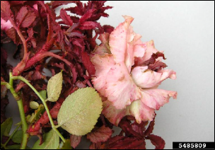 Abnormal growth and coloration on a rose bush due to rose rosette disease.
