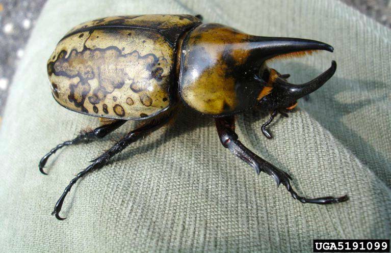 Figure 2, A large beetle with two long, stout horns extending forward from the body.