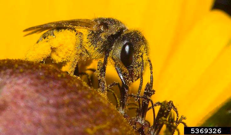 Figure 3, A small bee covered in pollen feeds on a flower.