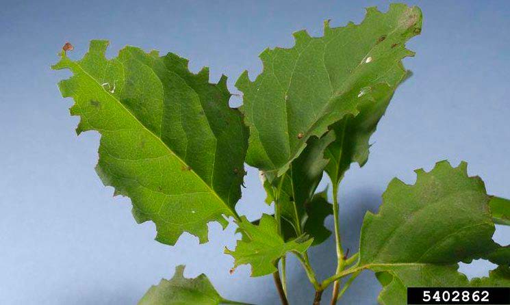 Figure 4, Several fresh leaves show distinctive notching on their edges.