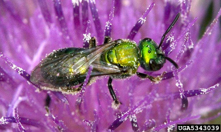 Figure 6, A bee feeds on the nectar of a flower.