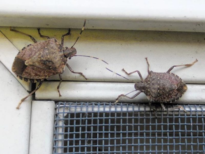 Adult BMSB aggregating on a building exterior.