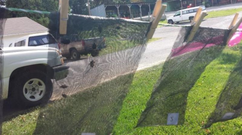 Insecticide treated window screens with adult BMSB.
