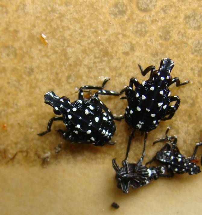  four spotted lanternfly nymphs trapped on sticky tree band.