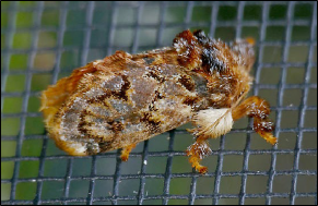 A furry moth rests on a window screen.