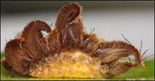 A caterpillar viewed from the side.