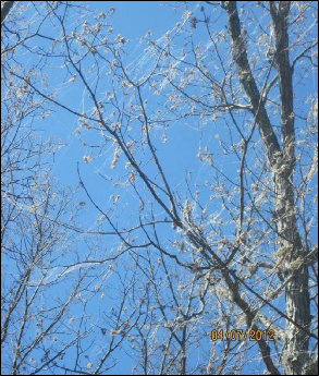 Leaves in the canopy of several trees have been stripped down to their veins by caterpillars who have also left numerous silk strands among the branches.