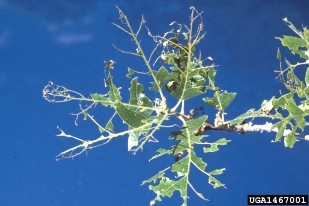 A branch with its leaves mostly stripped to the leaf veins by fall cankerworm larvae.