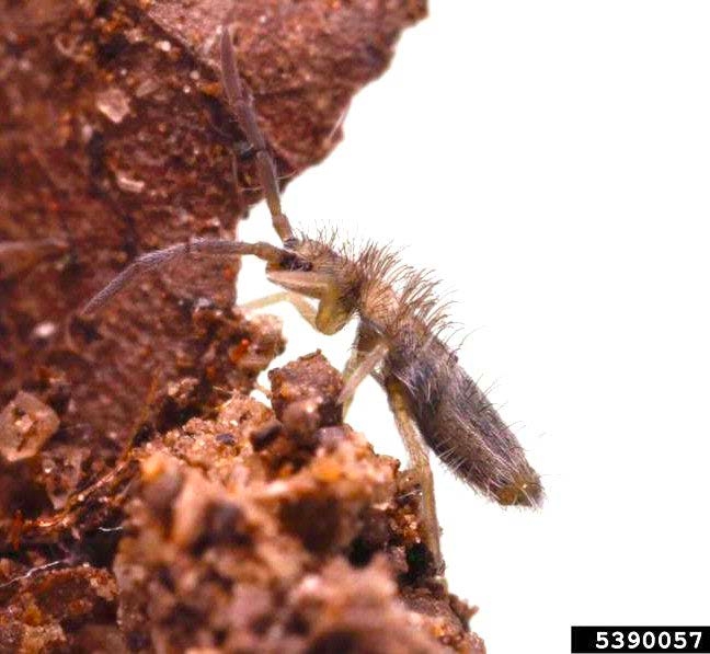 Figure 3, A bristly springtail climbing a clump of soil.