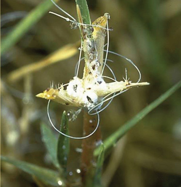 Adult with anal wax tubes and honeydew.