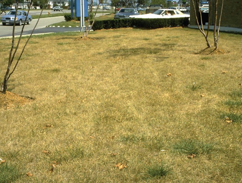 Greenbug damaged Kentucky bluegrass.