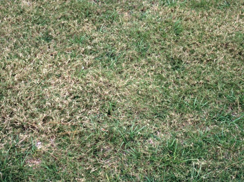Damage to bermudagrass.