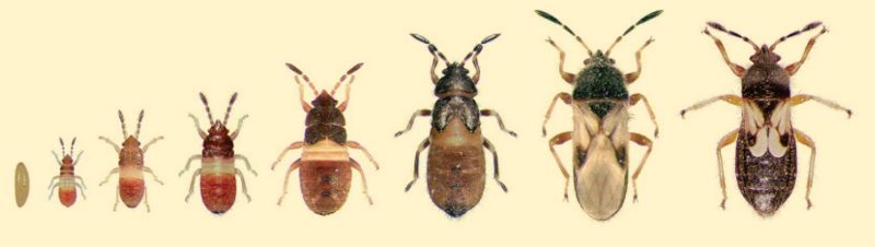 Hairy chinch bug, Blissus leucopterus, life stages.