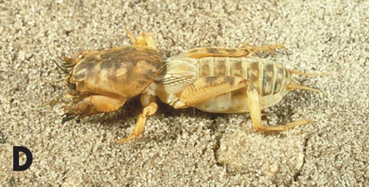 Shortwinged mole cricket, Neoscapteriscus abbreviates