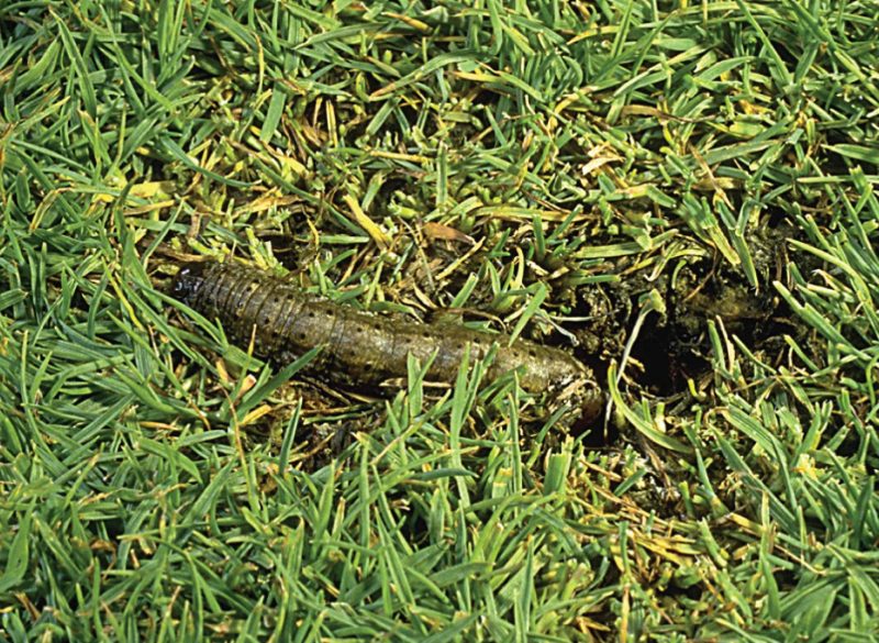Black cutworm larva in grass field.