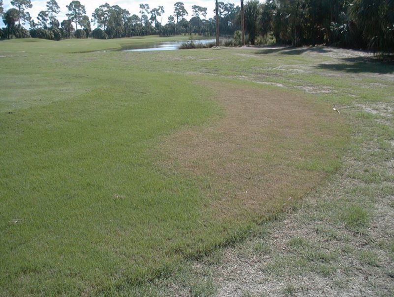 Armyworm feeding damage.