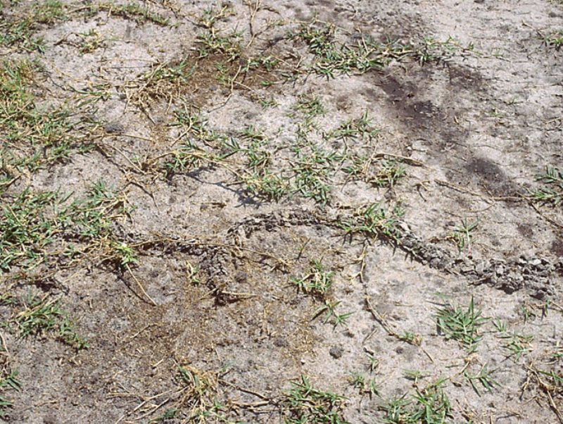 Typical mole cricket burrowing and damage to bermudagrass turf.