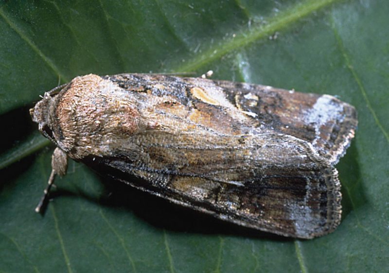 Reddish-brown adult.