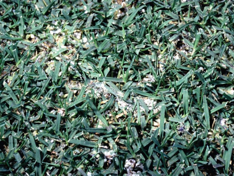 Tropical sod webworm silken burrows.