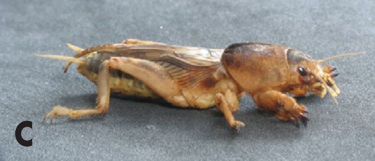 Tawny Mole Cricket, Neoscapteriscus vicinus.