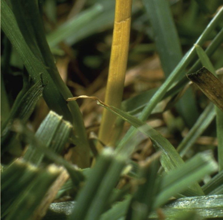 Frit fly damage to grass stem.