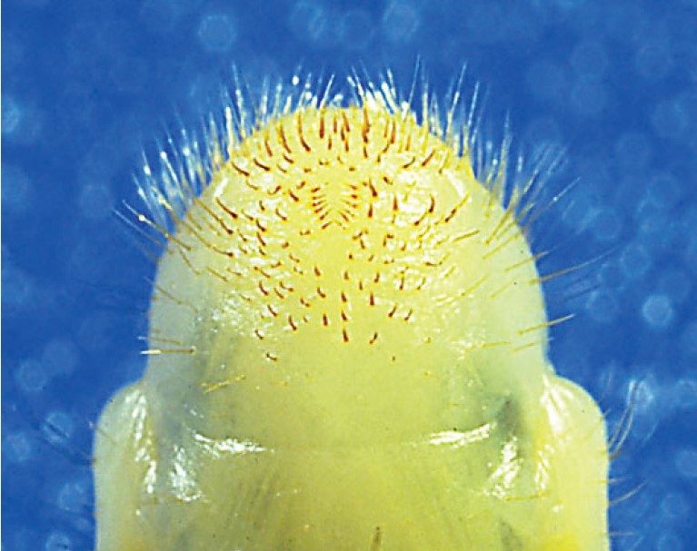 Close-up view showing fine hair-like structures.