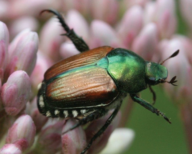 Close-up of a Japanese beetle with metallic green and copper-colored wings perched on a cluster of pink flowers.