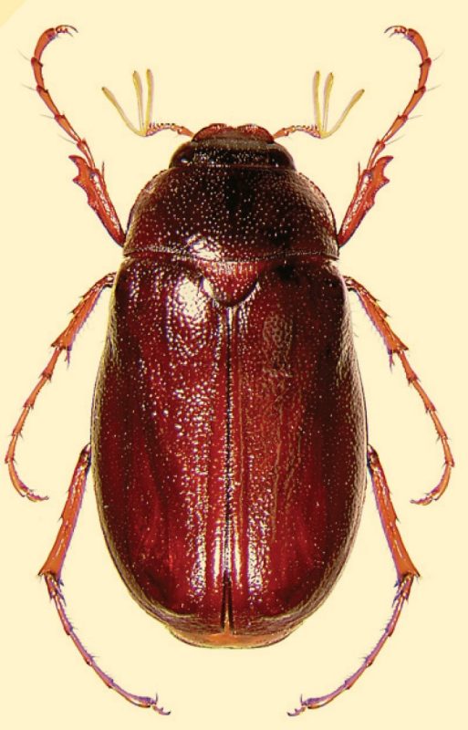 beetle with a glossy brown shell.