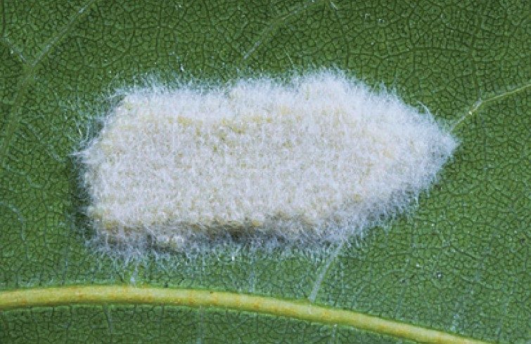 White egg mass on leaf.