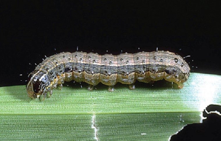 Armyworm has three pairs of true legs and four pairs of soft prolegs on a green leaf.