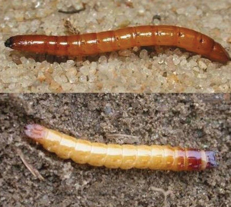 Corn wireworm, Melanotus communis (top) and Conoderus spp. (bottom).