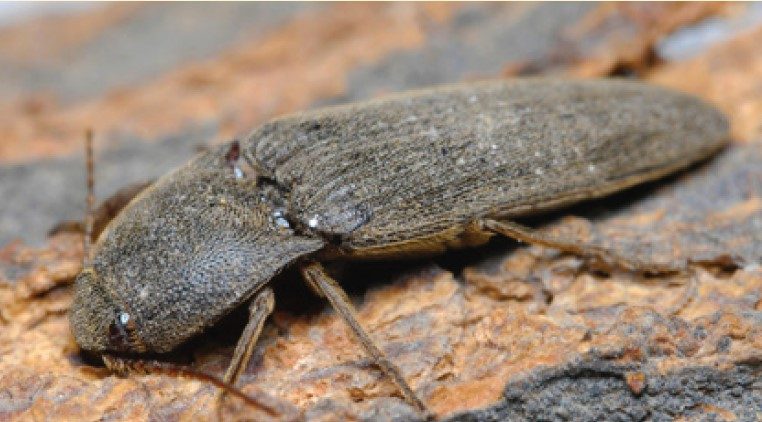 Adult with brownish-black with slender bodies.