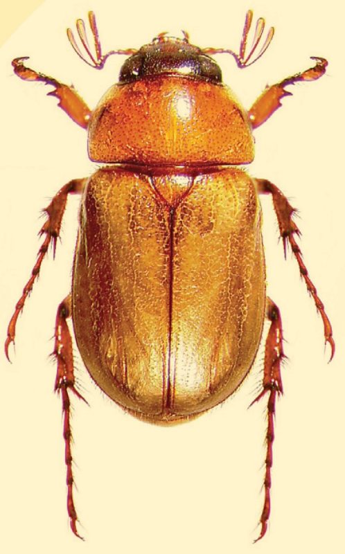 Yellowish-brown beetles with a dark brown band across the head and eyes.